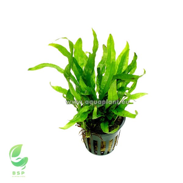 Microsorum mini