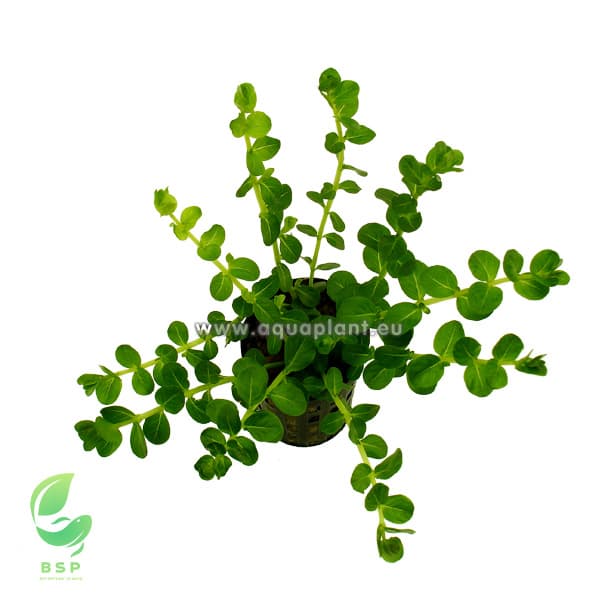 Rotala sp. Verde