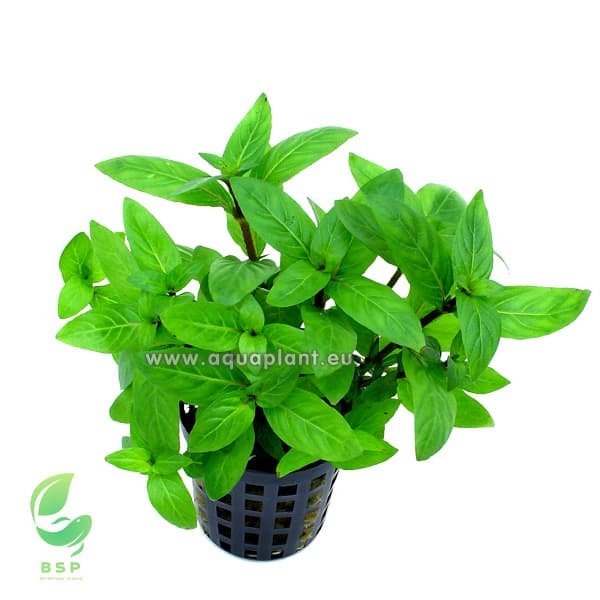Staurogyna sp repens