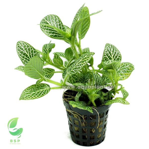 Fittonia 'Verde'