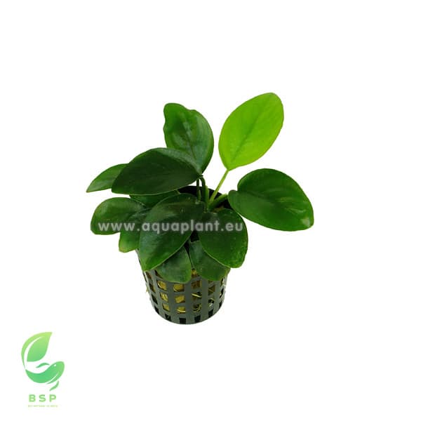 Anubias nana