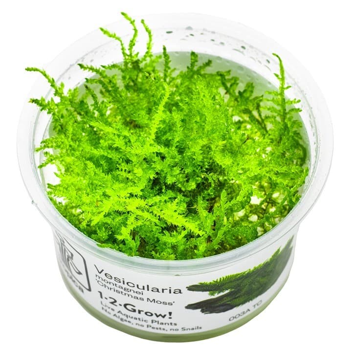 Vesicularia montagnei 'Christmas Moss' - 1-2 Grow