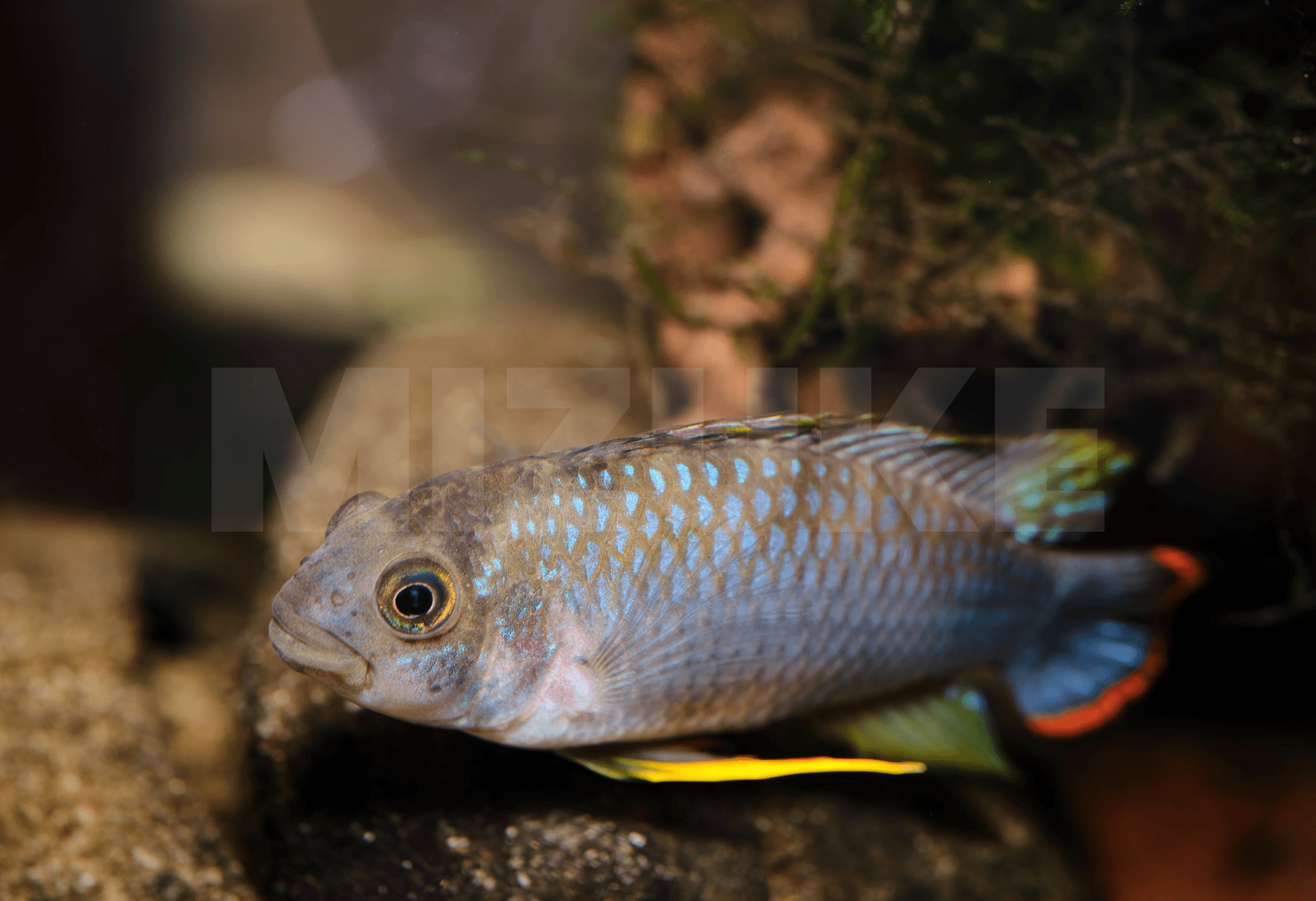 Apistogramma panduro