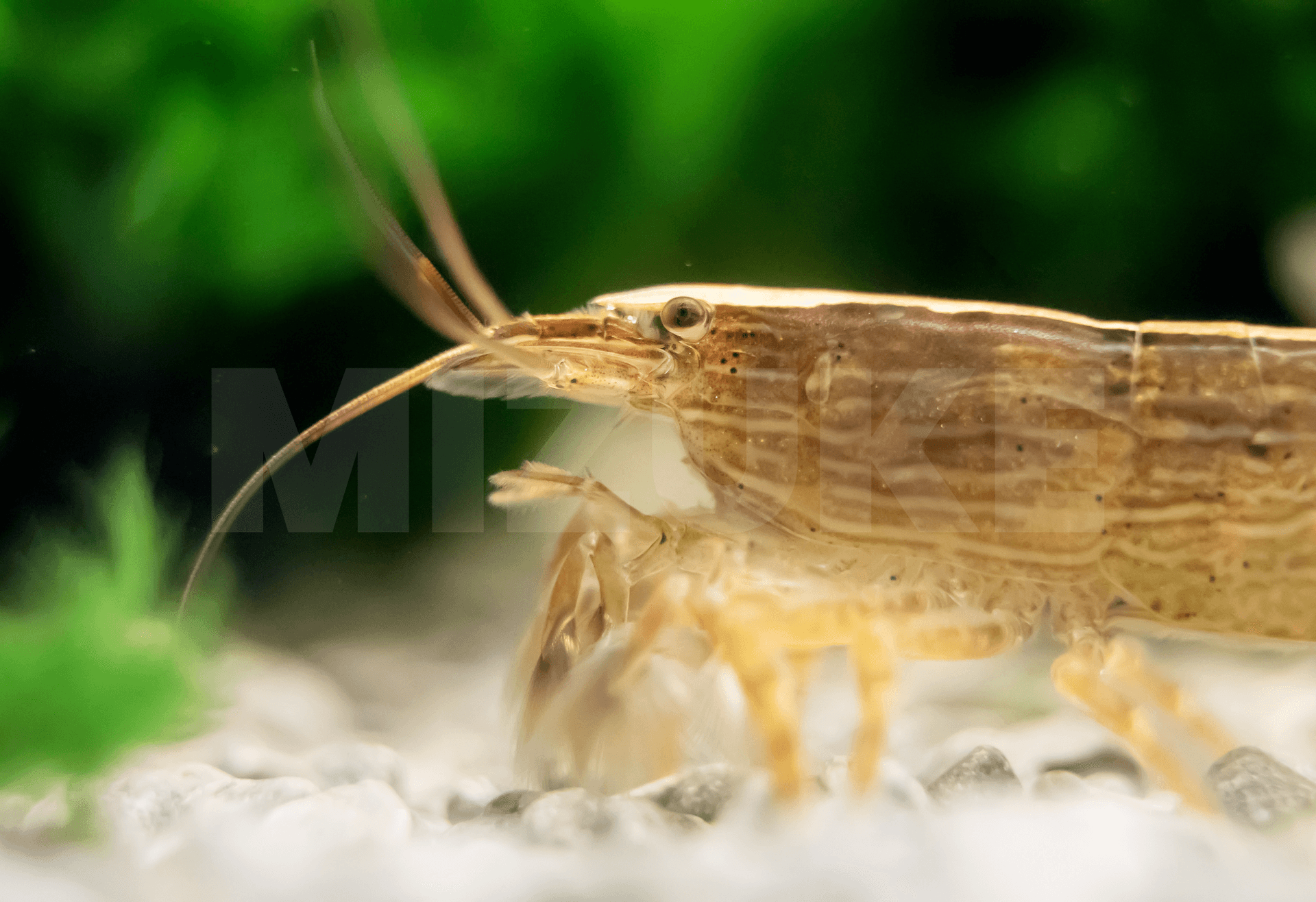 Atyopsis moluccensis