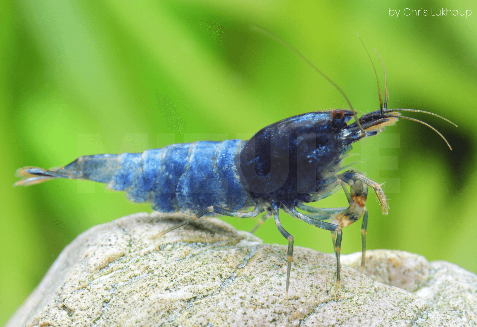 Caridina 'Blue Bolt'