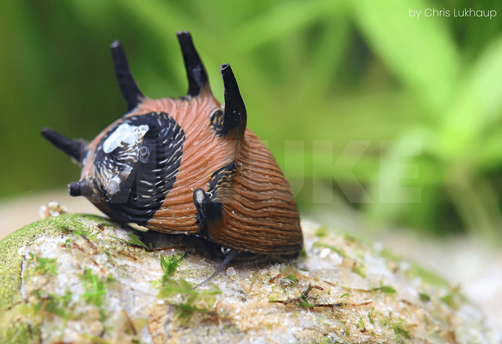 Clithon subgranosa