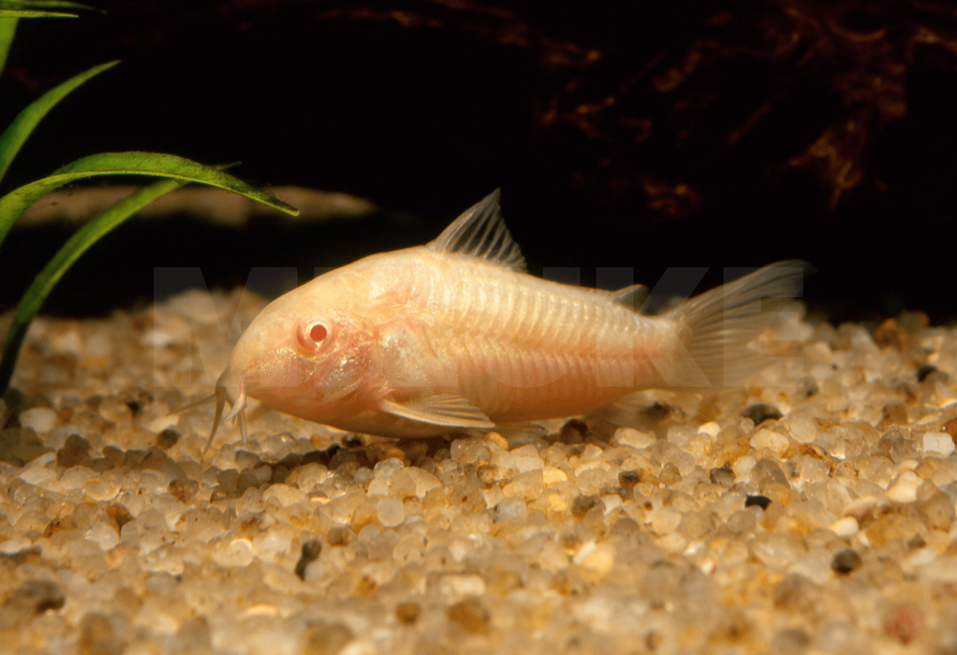 Corydoras aeneus 'Albino'