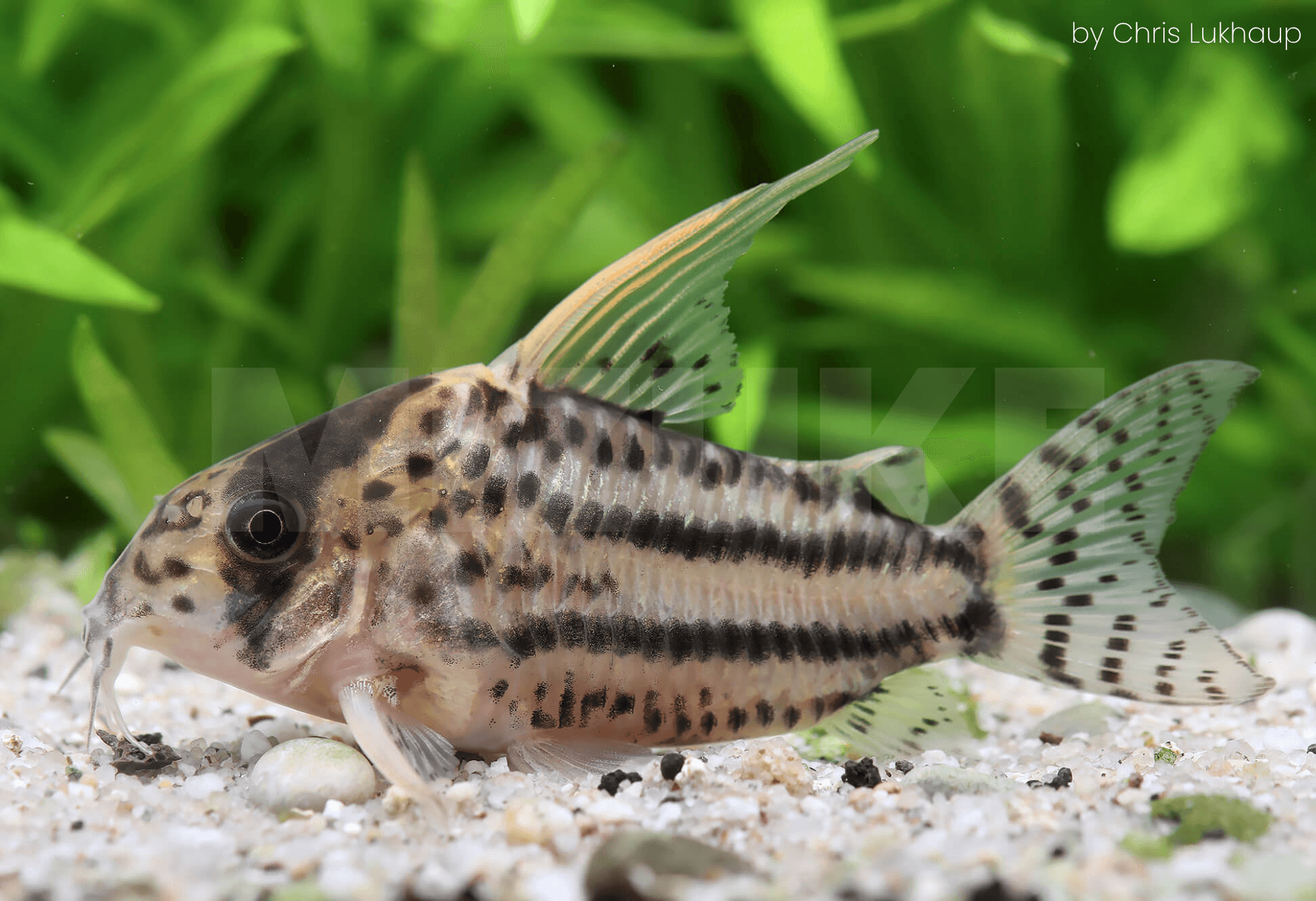 Corydoras sp. CW028