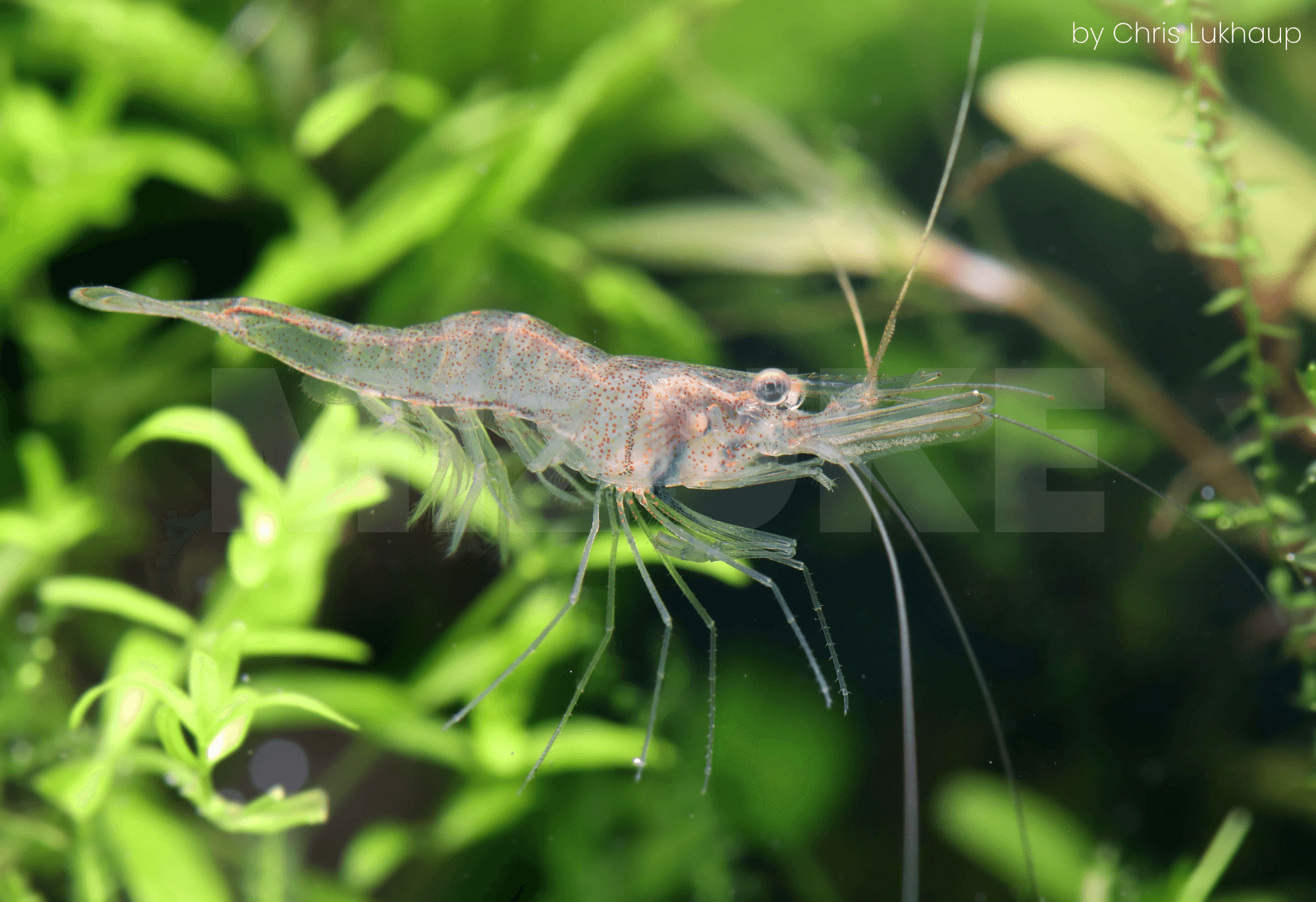 Desmocaris sp.