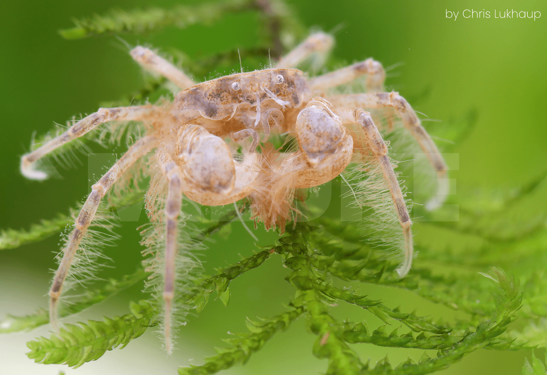 Limnopilos naiyanetri