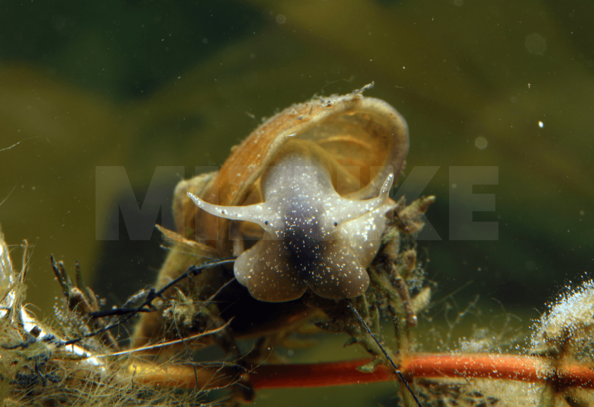 Lymnaea stagnalis