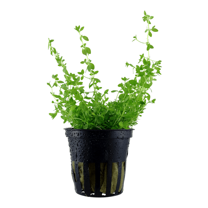 Micranthemum glomeratum