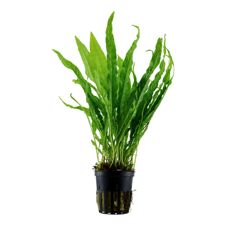 Microsorum pteropus XL