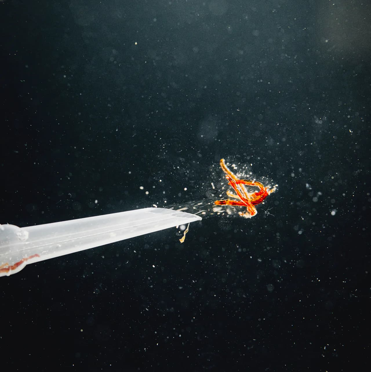 Pure Nature Red Mosquito Larvae