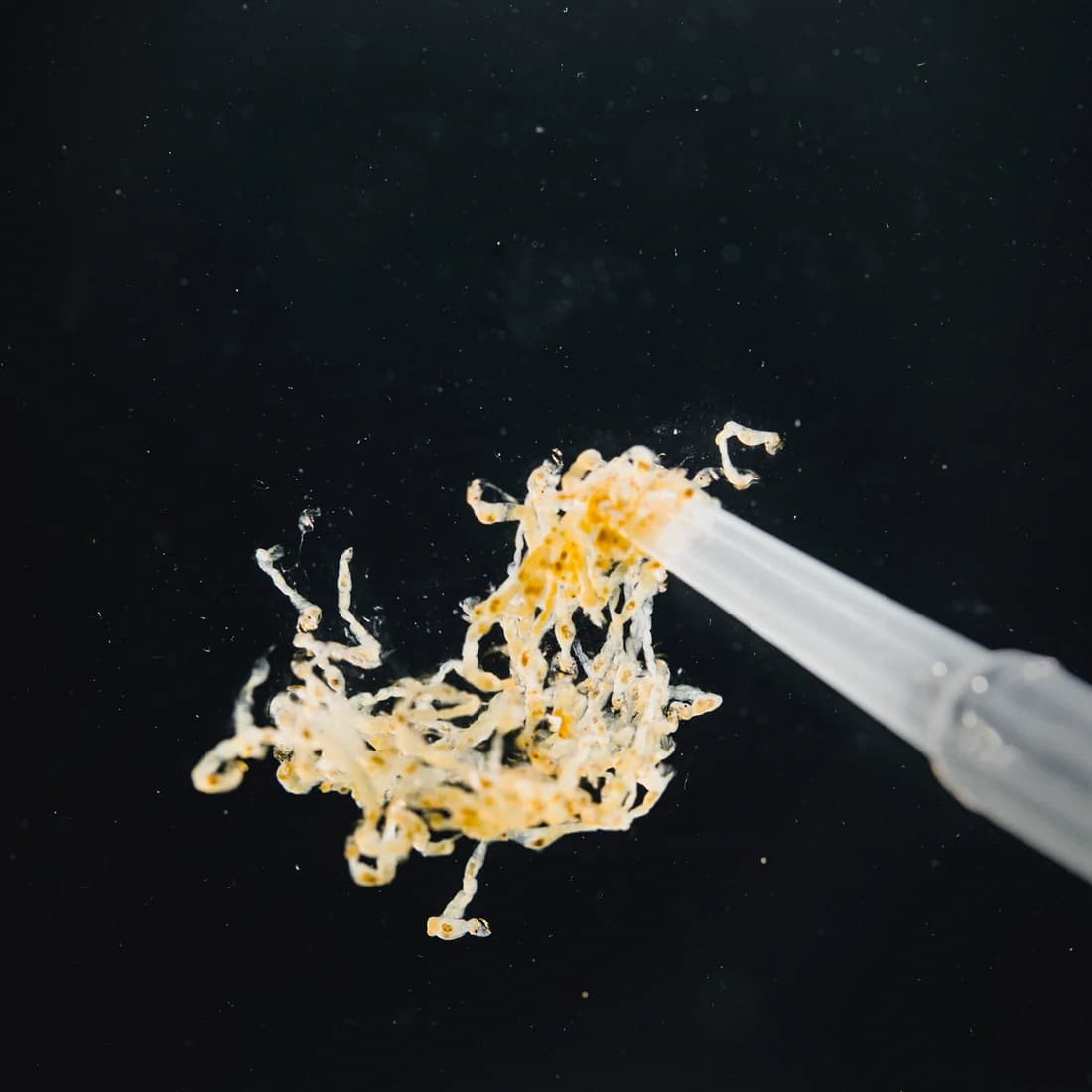 Pure Nature White Mosquito Larvae