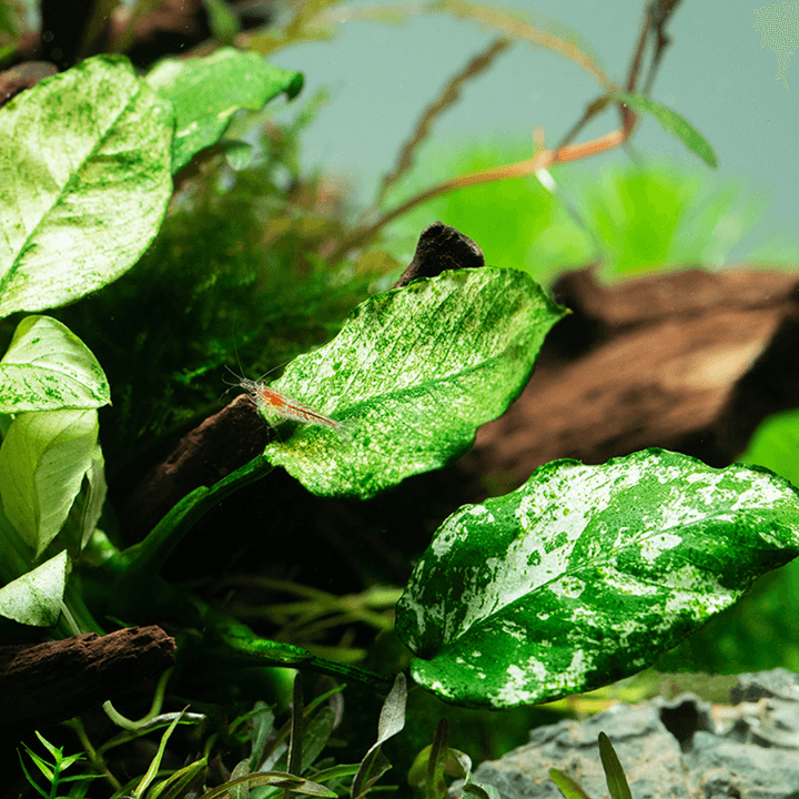 Anubias barteri var. nana ’Pinto’ 