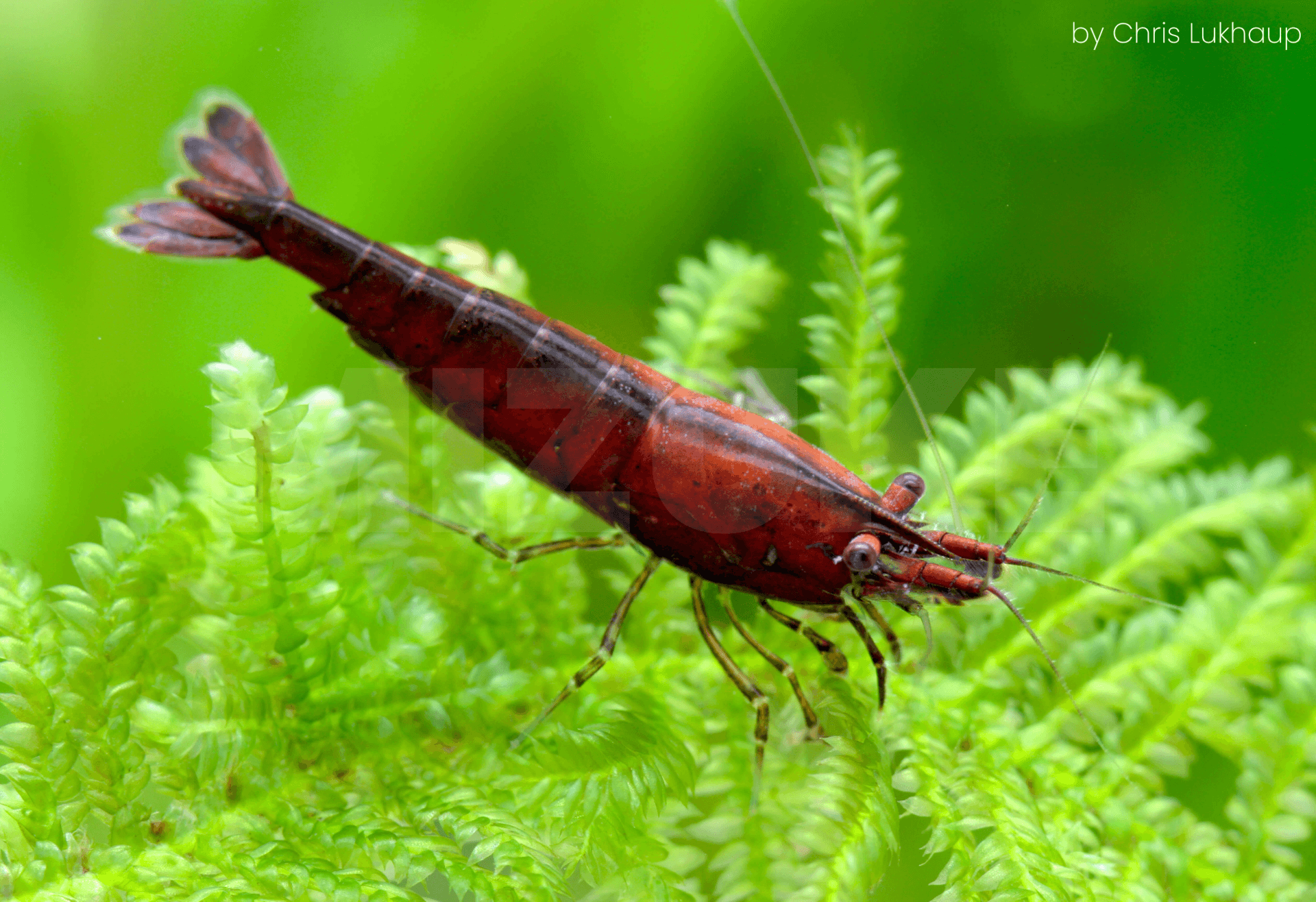 Neocaridina davidi 'Onyx'
