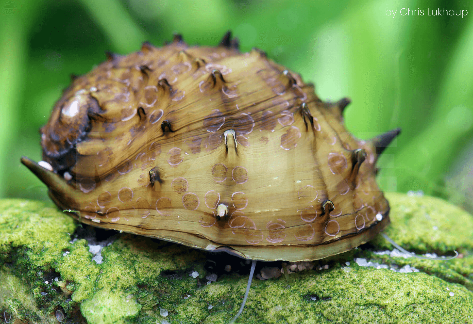 Neritina juttingae