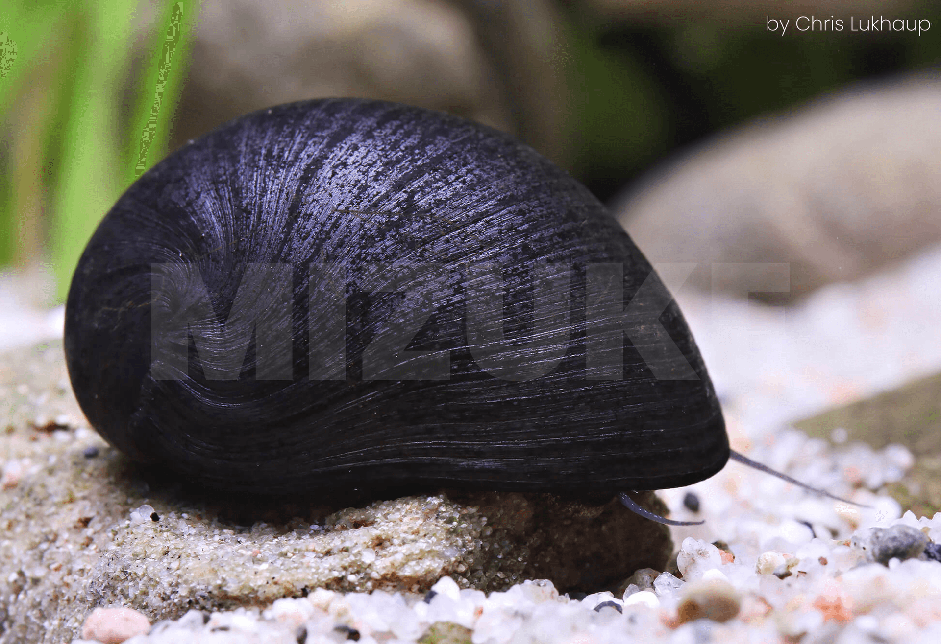 Neritina pulligera