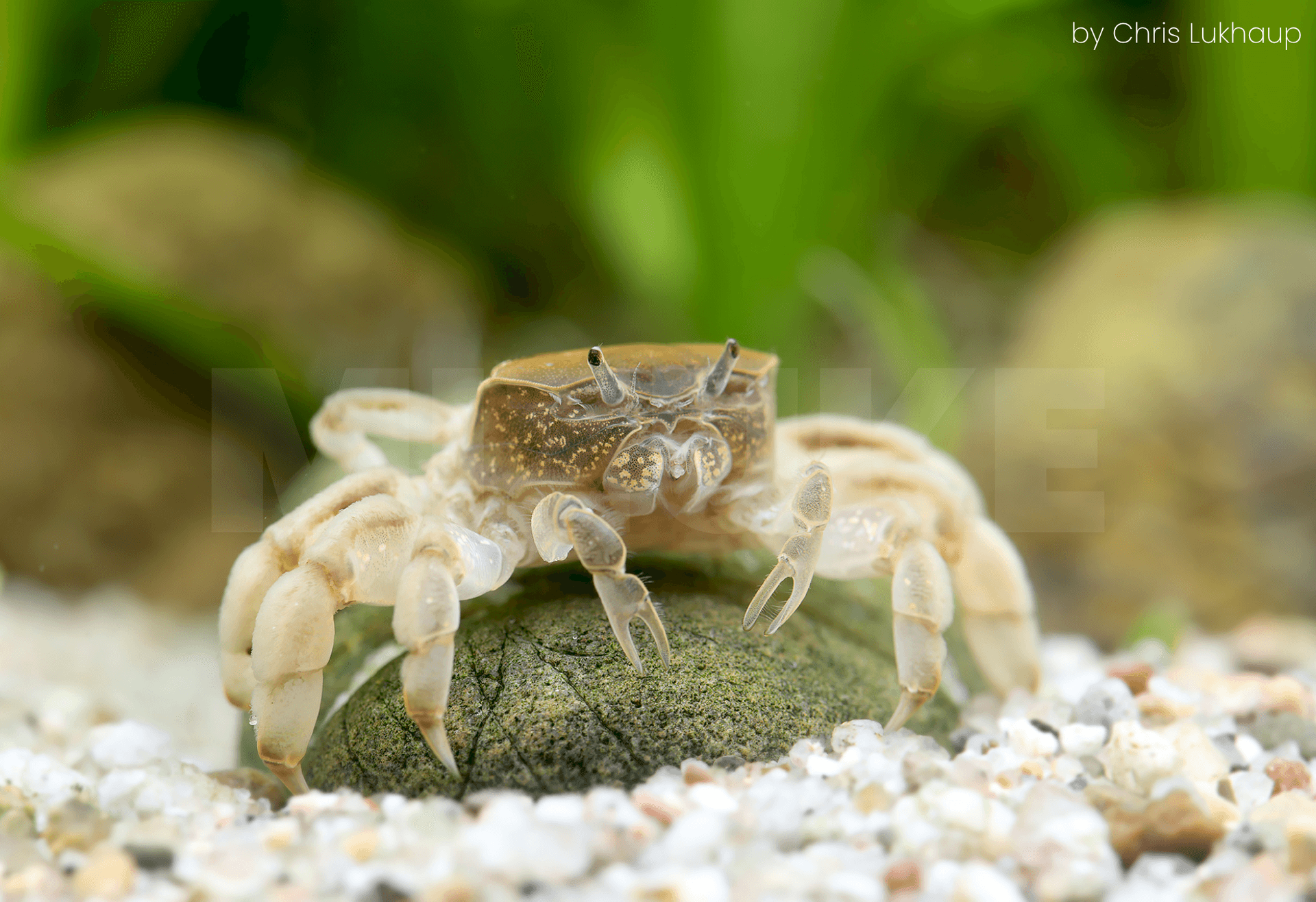 Potamocypoda pugil