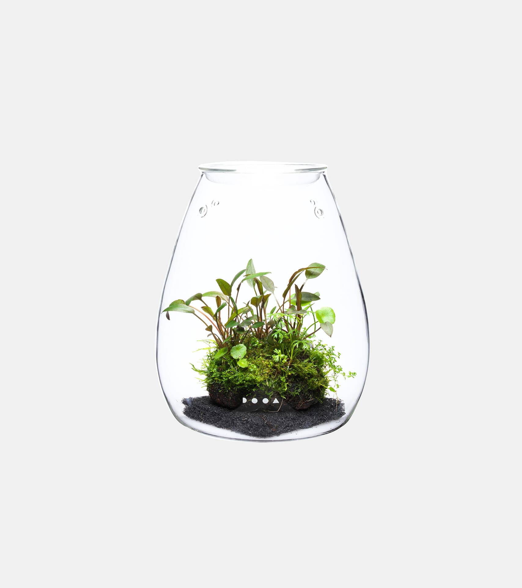 Glass Pot SHIZUKU