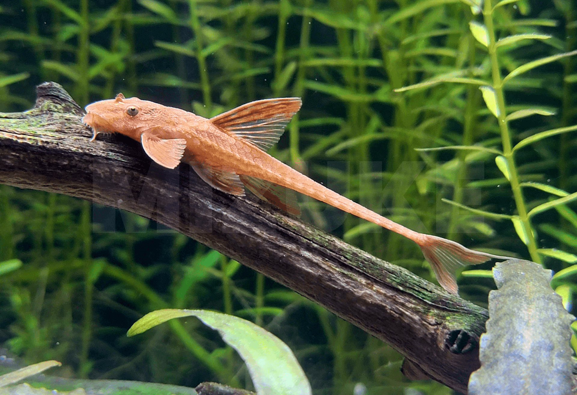 Rineloricaria sp. L10a