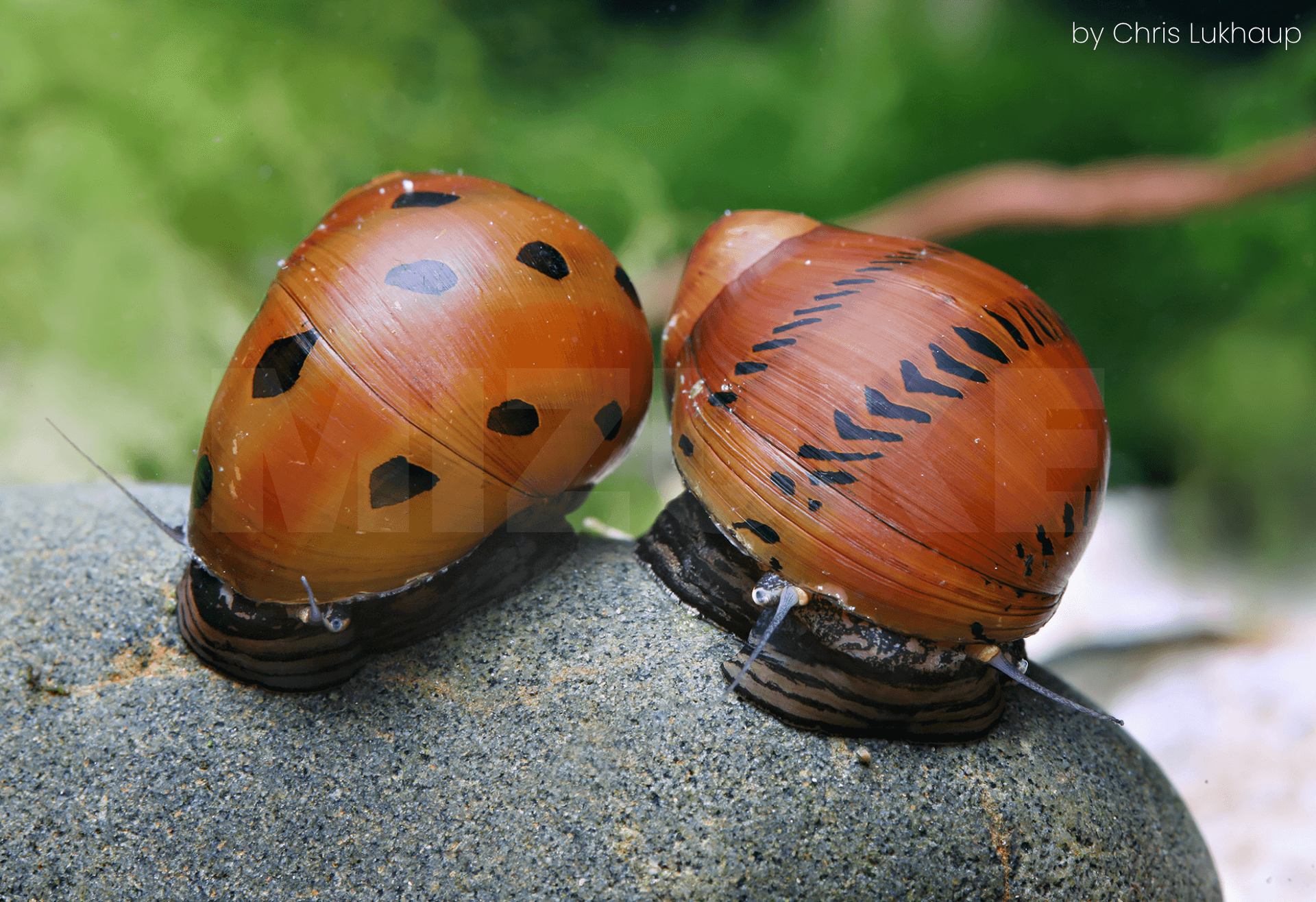 Vittina semiconica