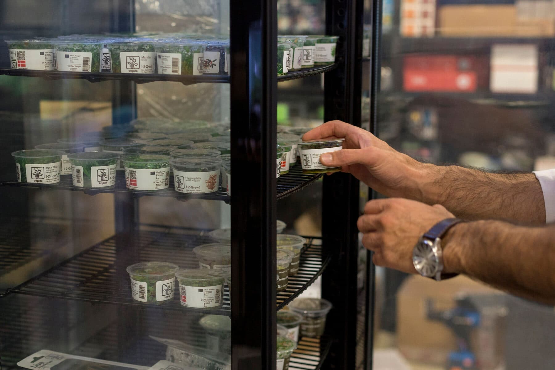 Plantas aquáticas in-vitro arrumadas no frigorífico da loja