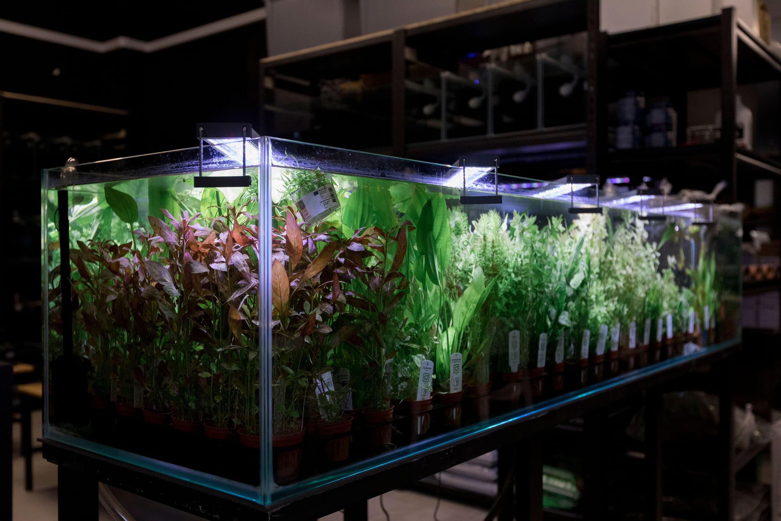Tina de plantas aquáticas iluminada no showroom da Mizuke, em Odivelas