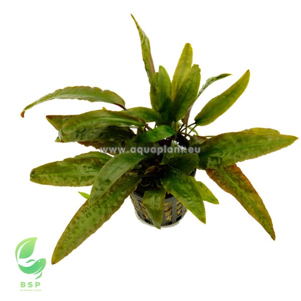 Cryptocoryne usteriana