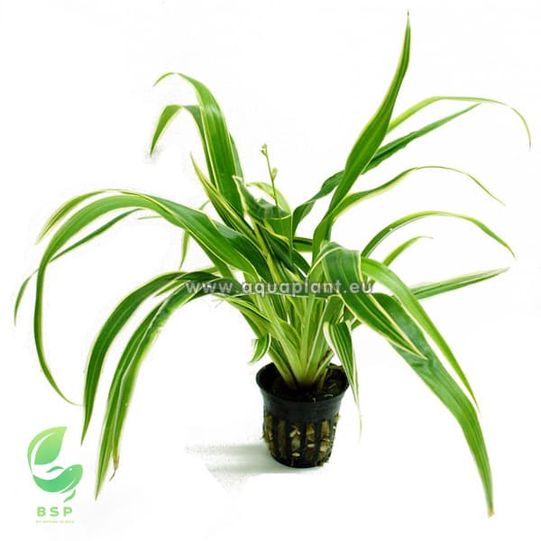 Chlorophytum bichetii