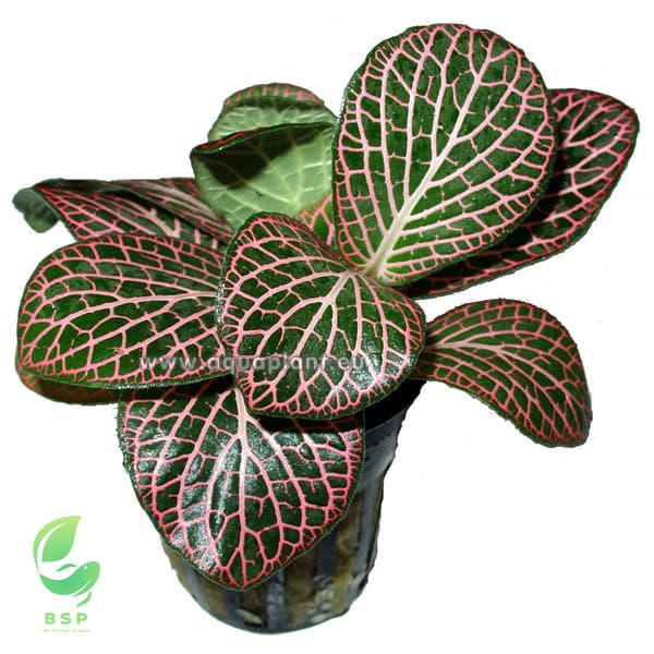 Fittonia 'Red'