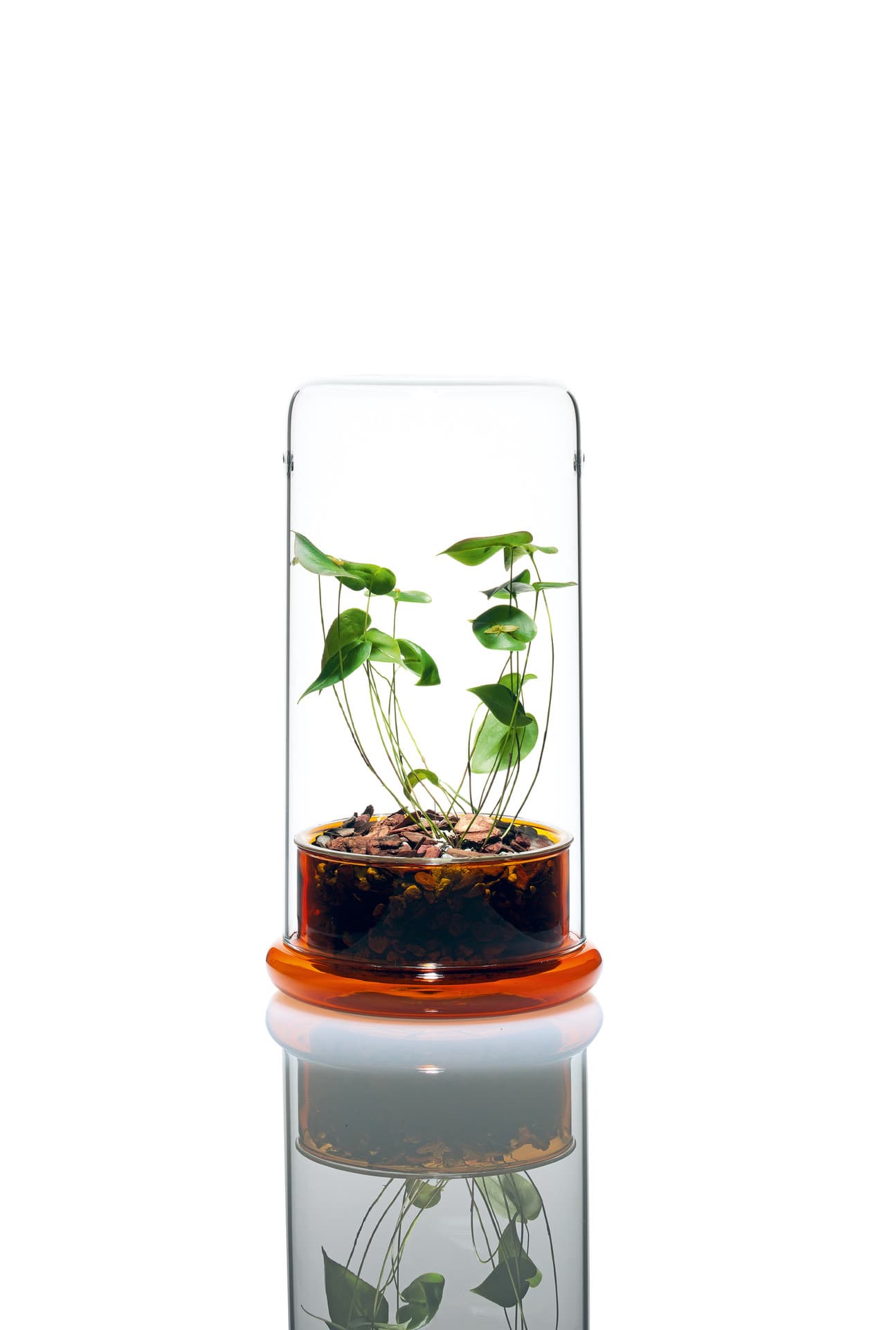CELL - Ambar