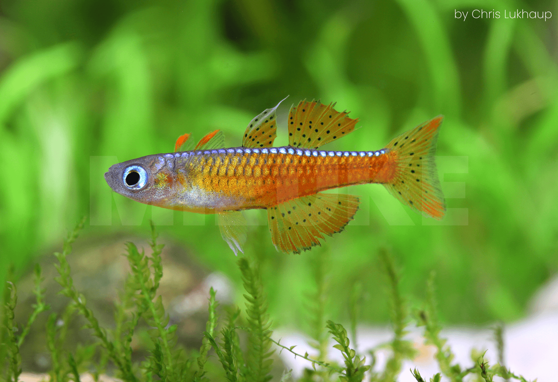 Pseudomugil paskai