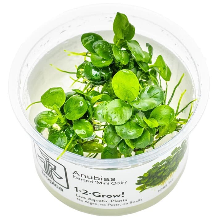 Anubias 'Mini Coin' - 1-2 Grow
