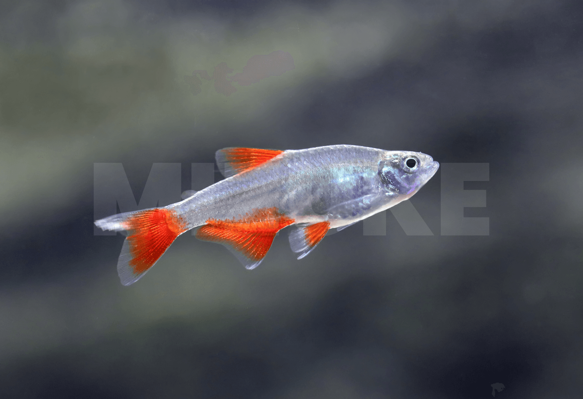 Aphyocharax anisitsi