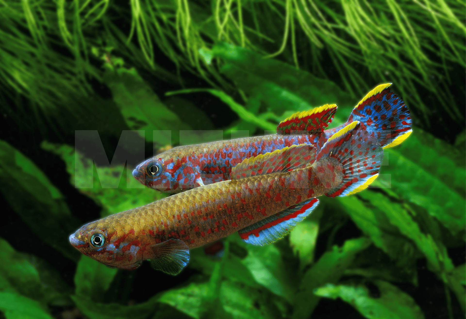 Aphyosemion australe