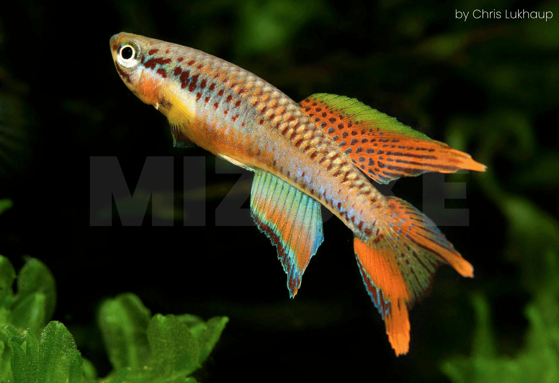 Chromaphyosemion bitaeniatum 'Lagos Red'
