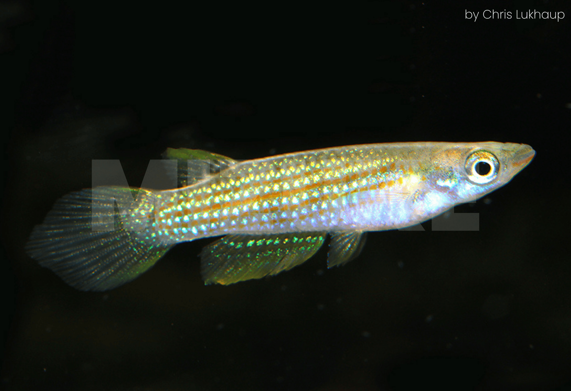 Aplocheilus cf. blocki