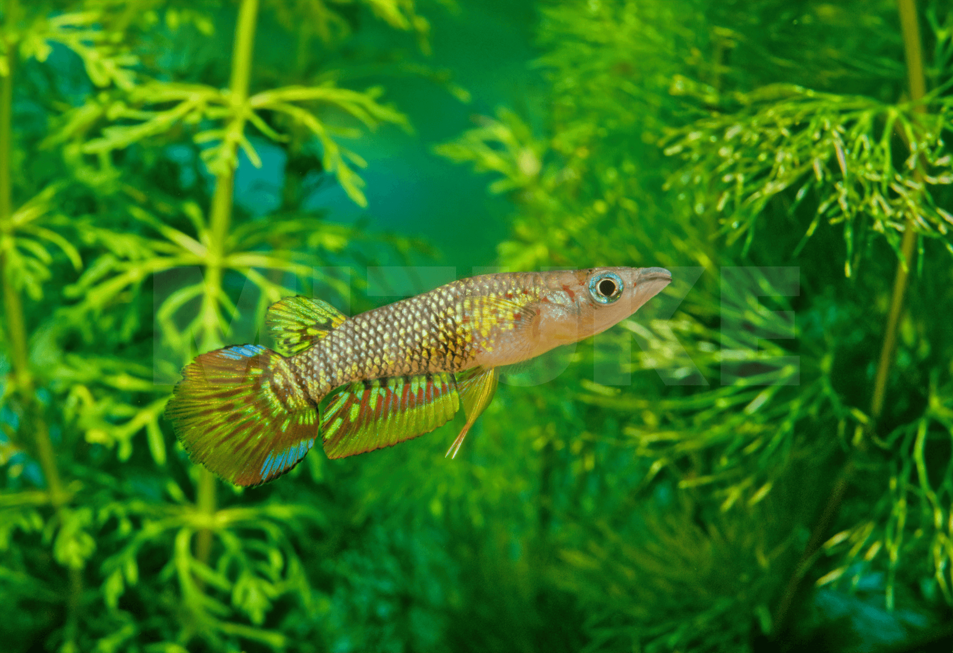 Aplocheilus lineatus 'WF'