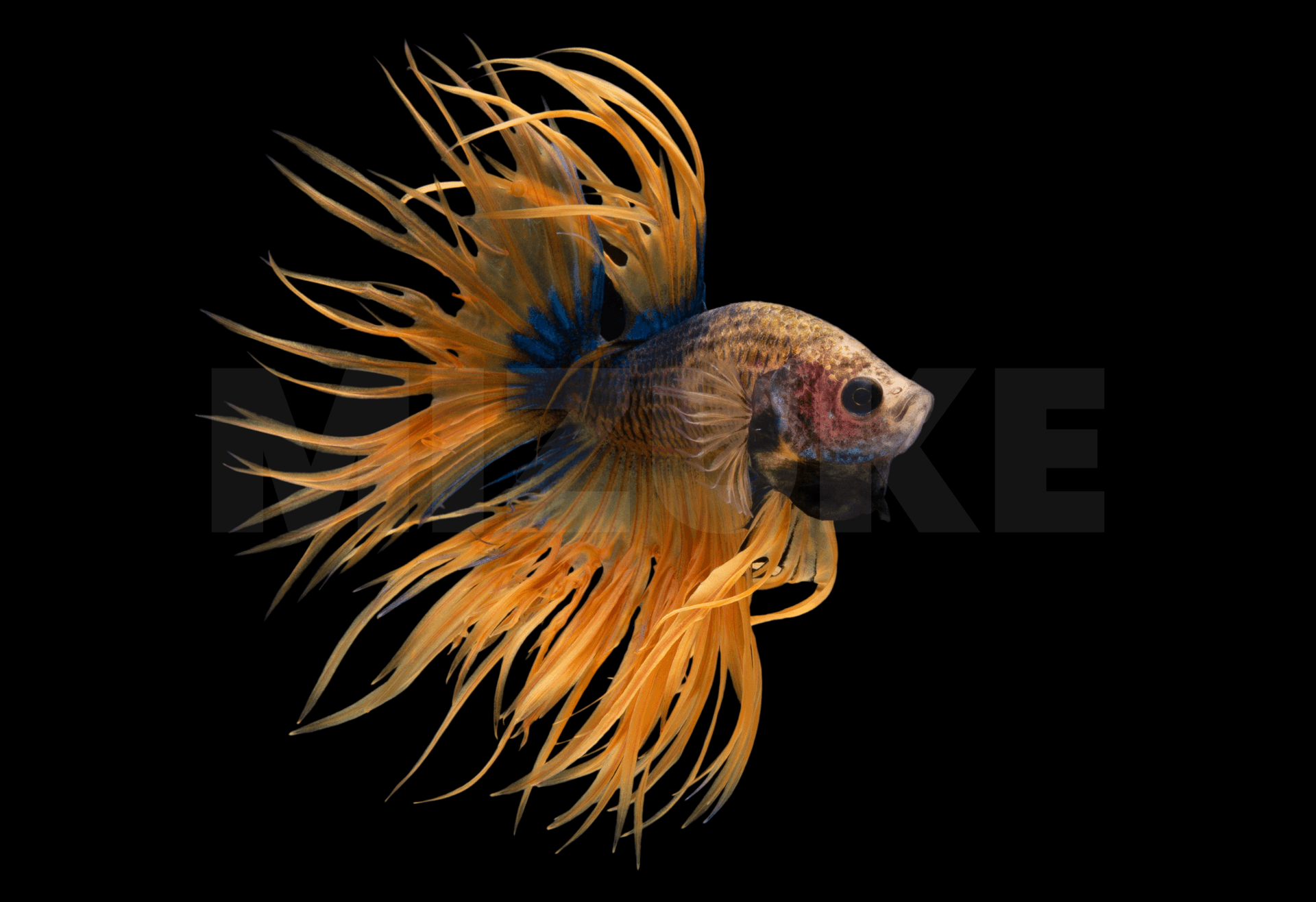 Betta Crowntail