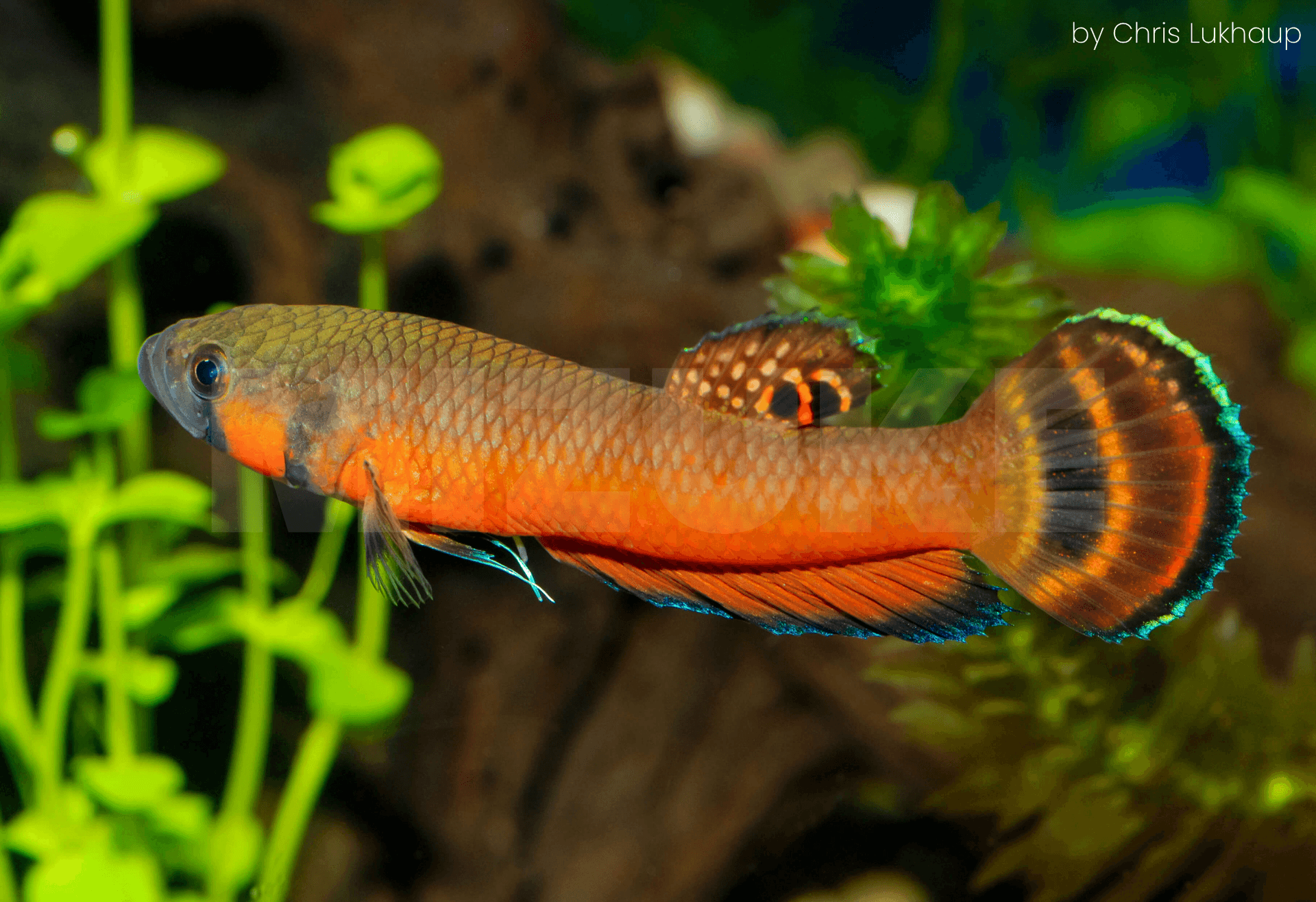 Betta macrostoma 'Brunei' (casal)