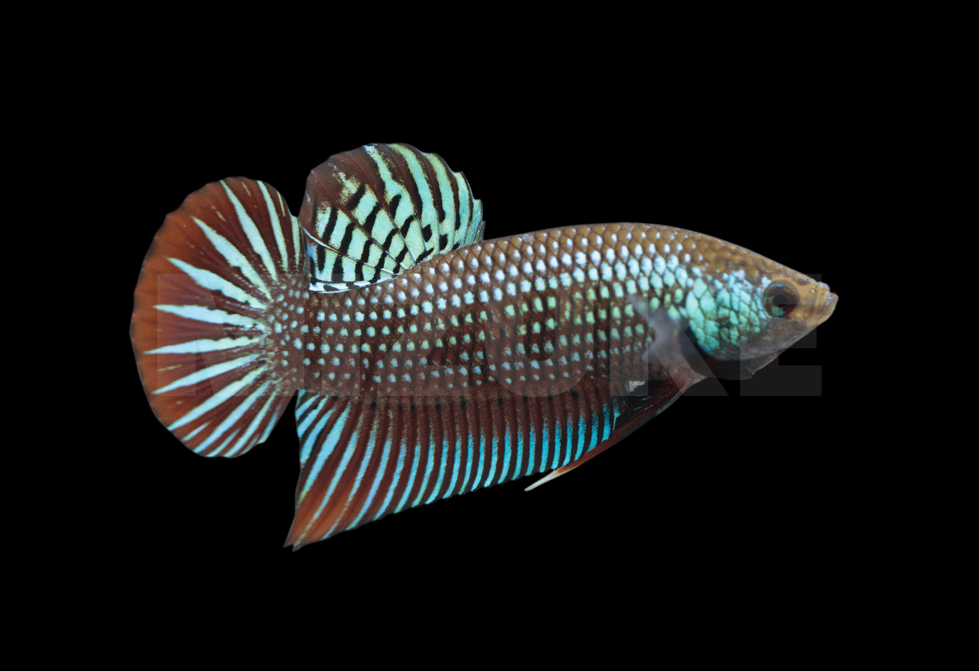 Betta mahachaiensis