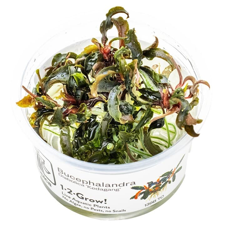 Bucephalandra Kedagang - 1-2 Grow