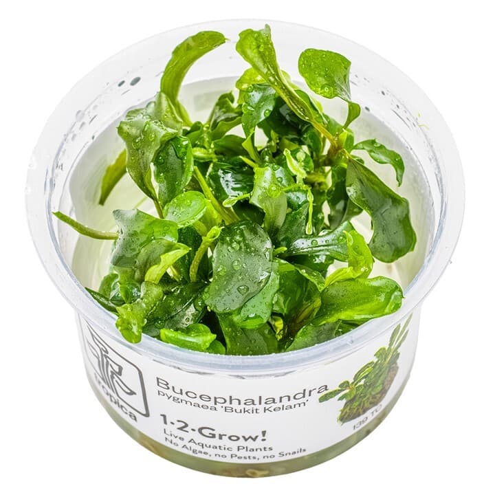 Bucephalandra 'Bukit Kelam' - 1-2 Grow