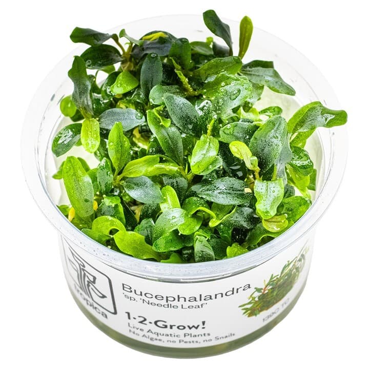 Bucephalandra 'Needle Leaf' - 1-2 Grow