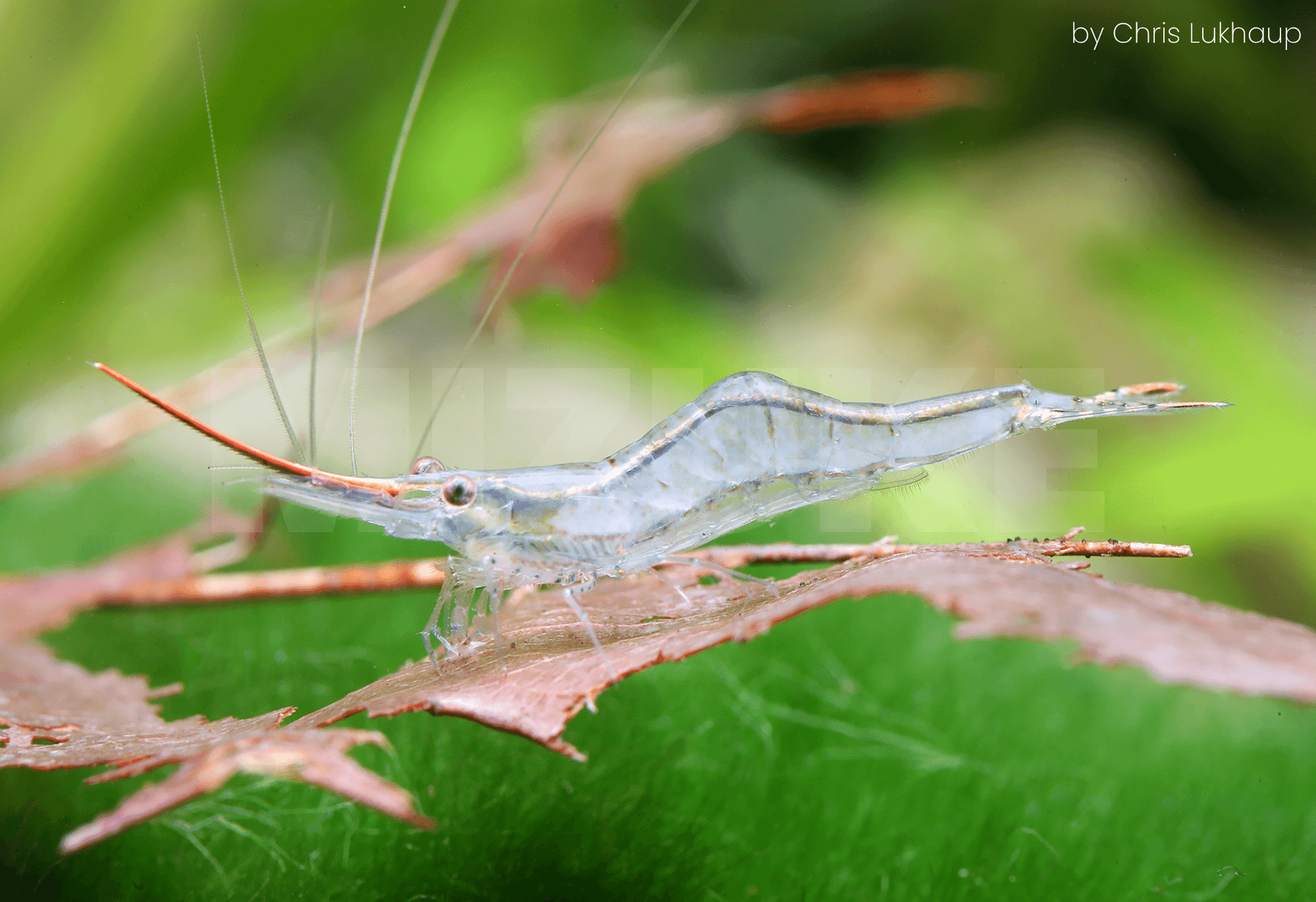 Caridina gracilirostris 'Super Red'