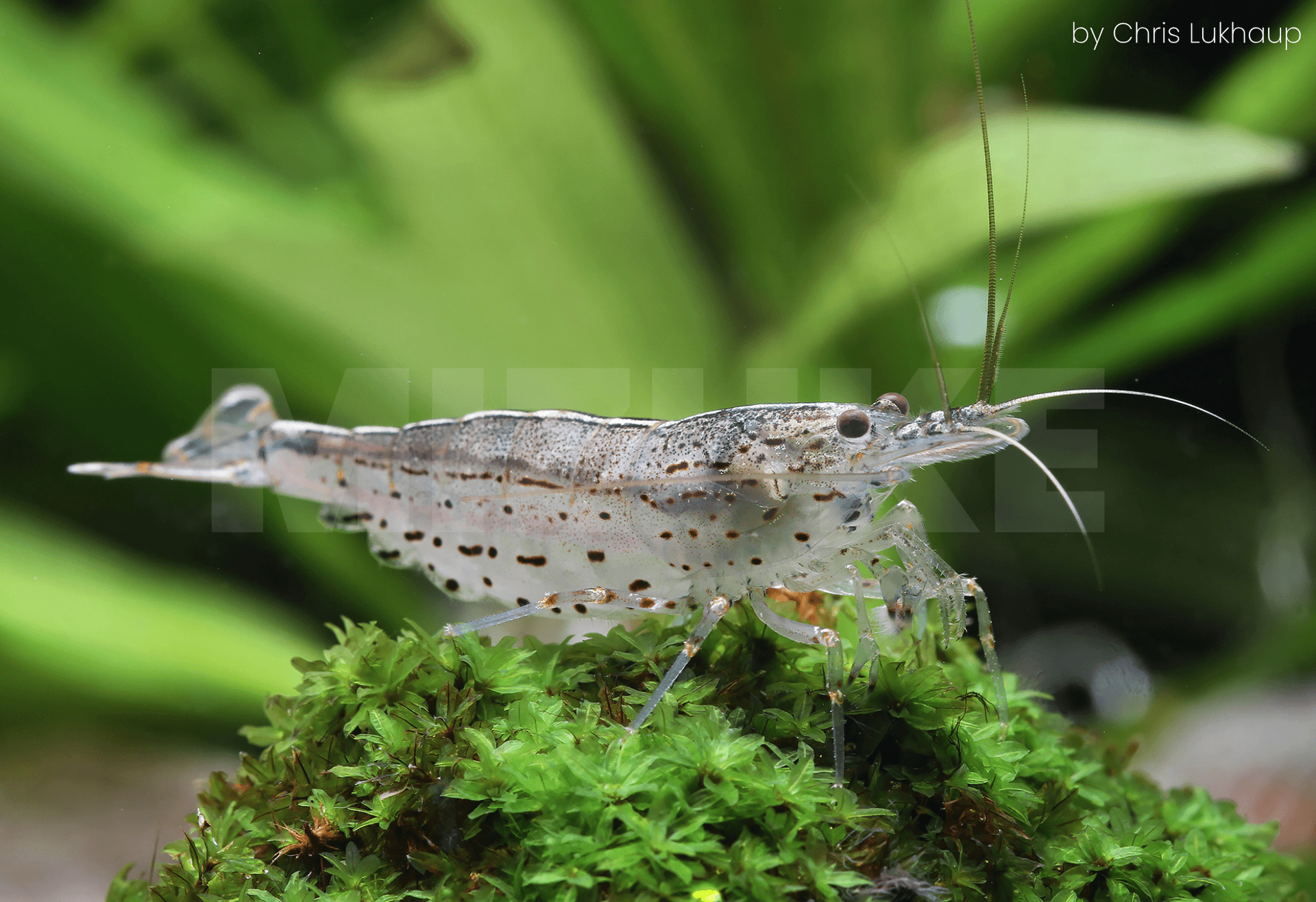 Caridina multidentata (Amano)