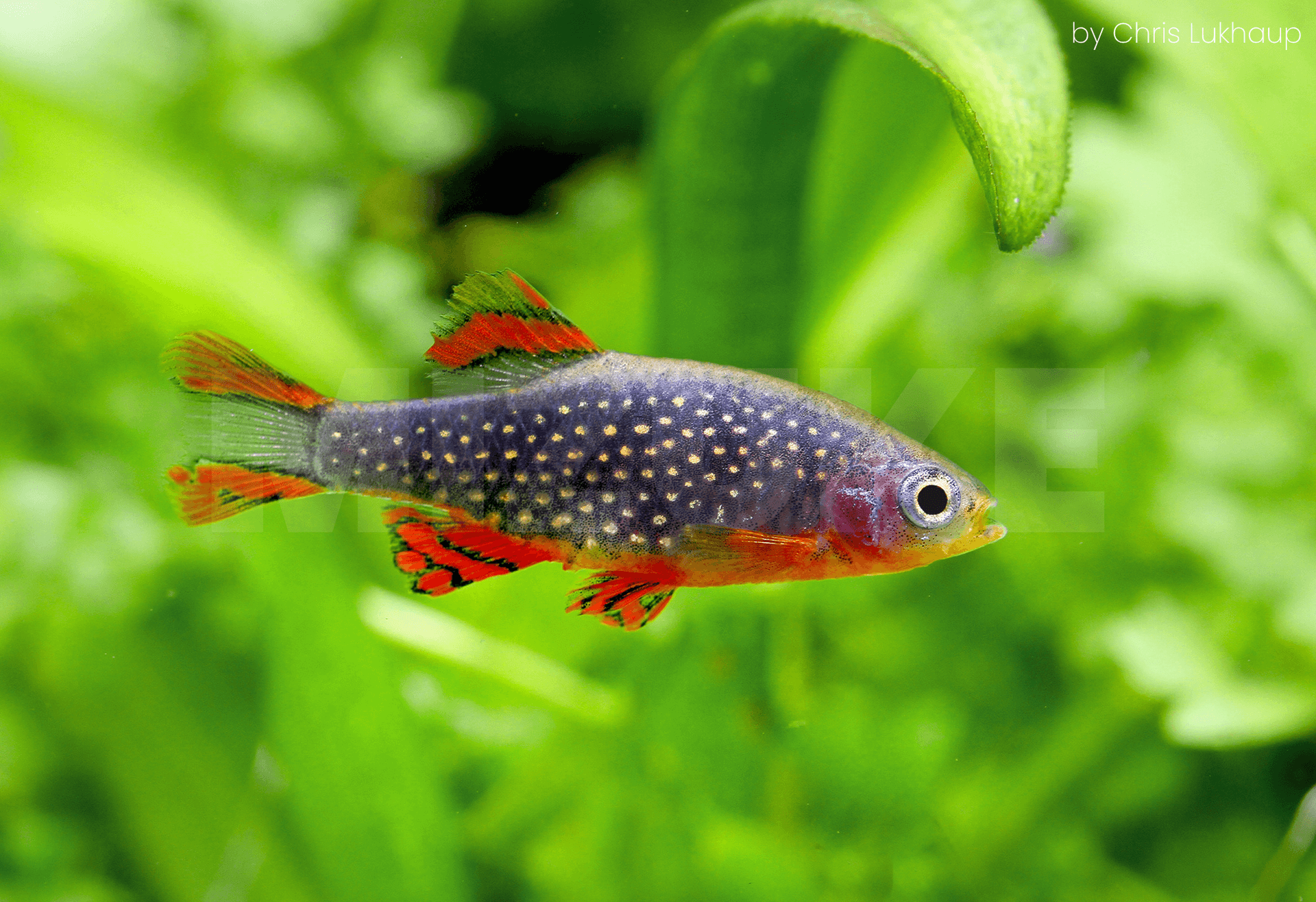 Danio margaritatus