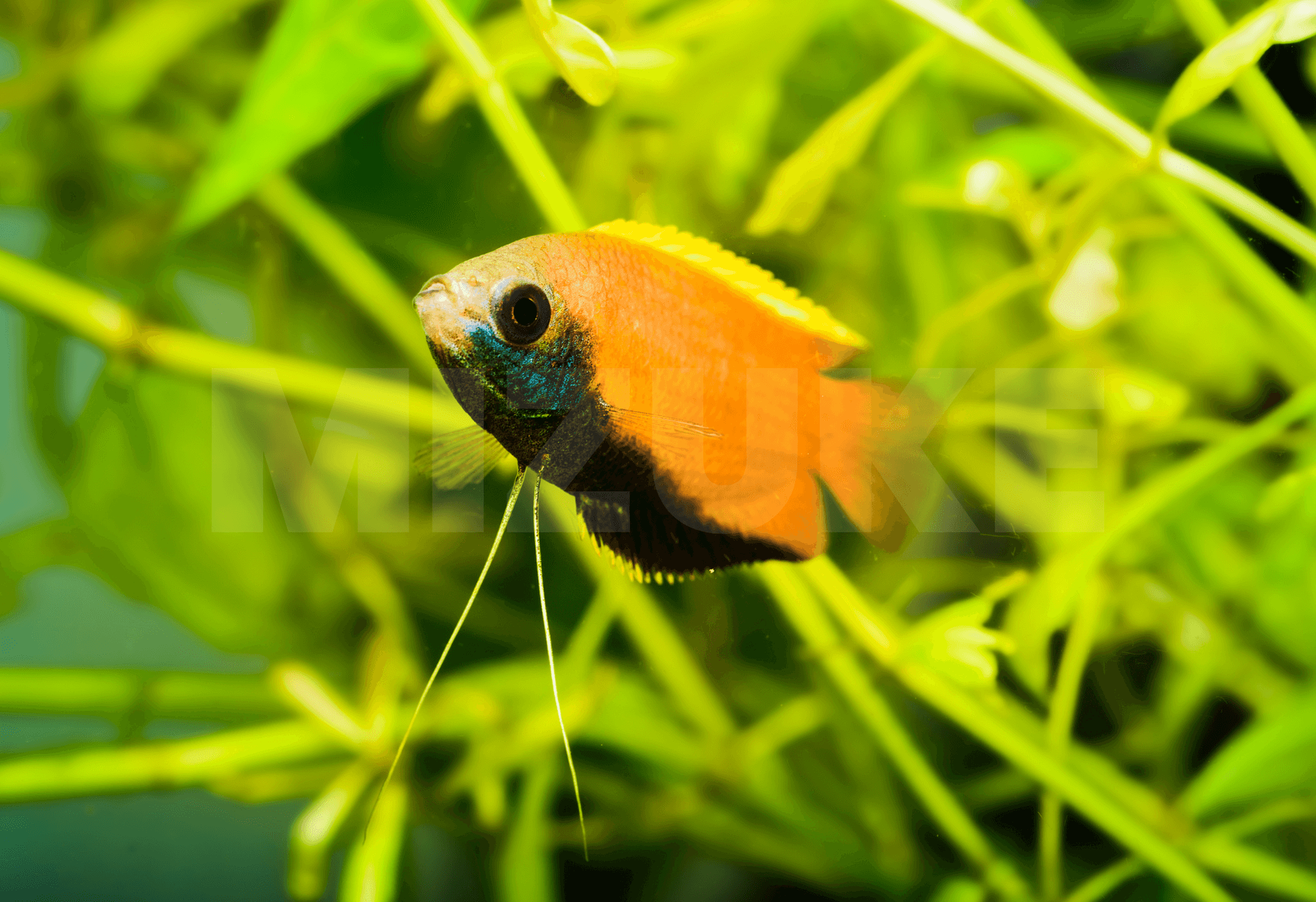 Colisa chuna 'Gold'